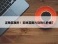 泥鳅菜图片！泥鳅菜图片功效与作用？