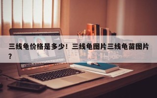 三线龟价格是多少！三线龟图片三线龟苗图片？
