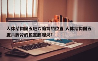 人体结构图五脏六腑肾的位置 人体结构图五脏六腑肾的位置胰腺炎？