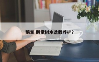 鹅掌 鹅掌树木盆栽养护？