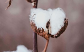 如何辨别恒昌期权的特点？这些特点对投资者有何影响？